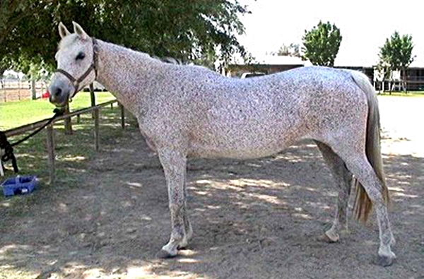 Абиссинская лошадь