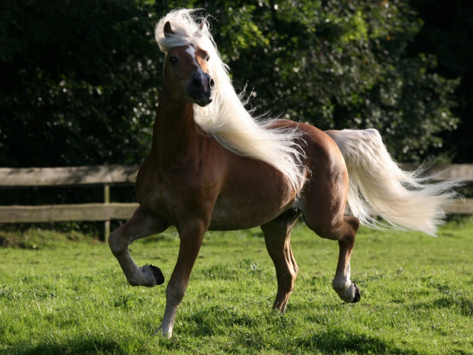 Гафлинская лошадь