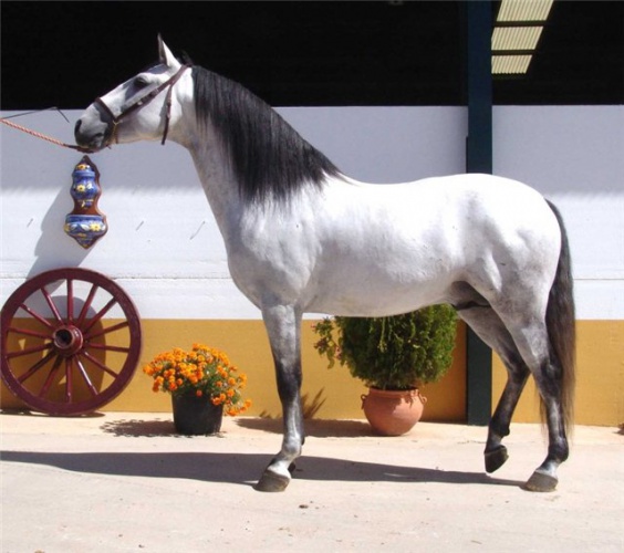 Португальская спортивная лошадь