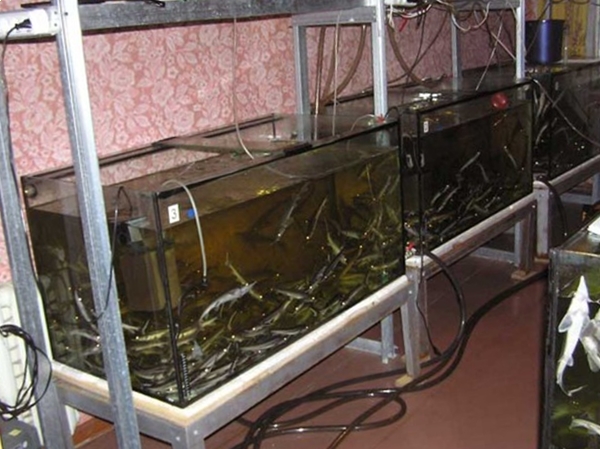 Выращивание осетра в аквариуме в домашних условиях
