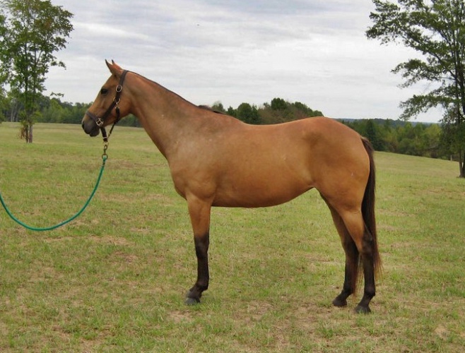 Аргентинская лошадь