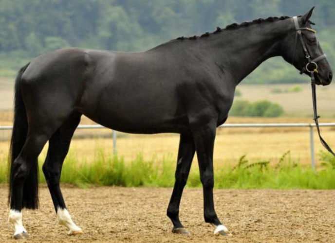 Вюртембергская лошадь