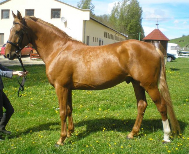 Гидран лошадь