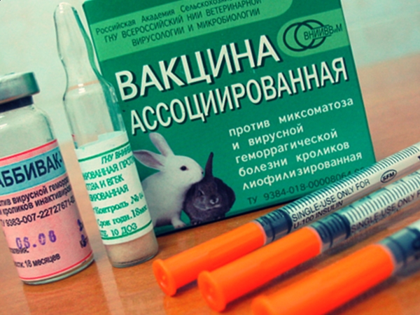 Вакцина для кролика