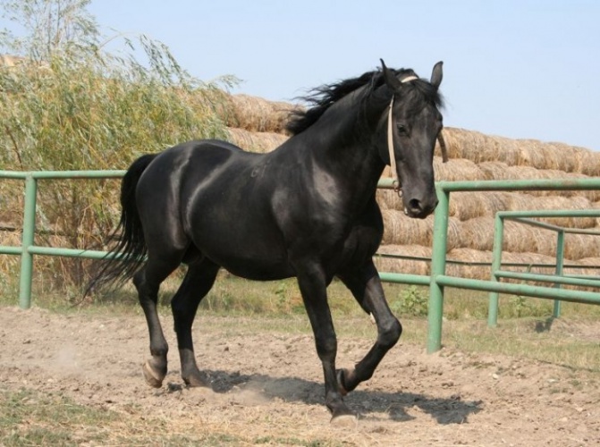 Нониус лошадь