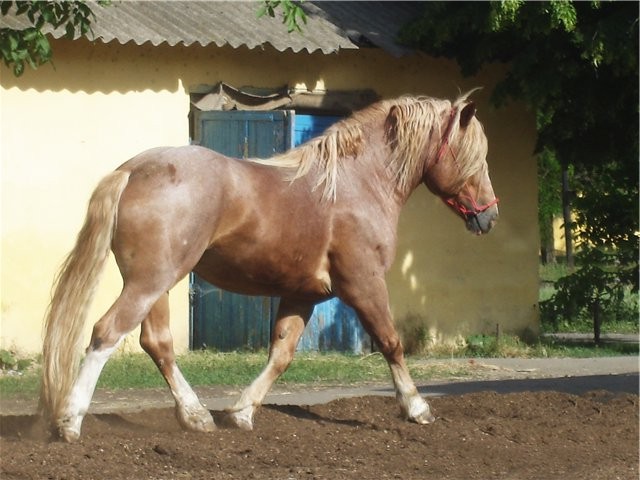 Новоалександровская тяжелоупряжная лошадь