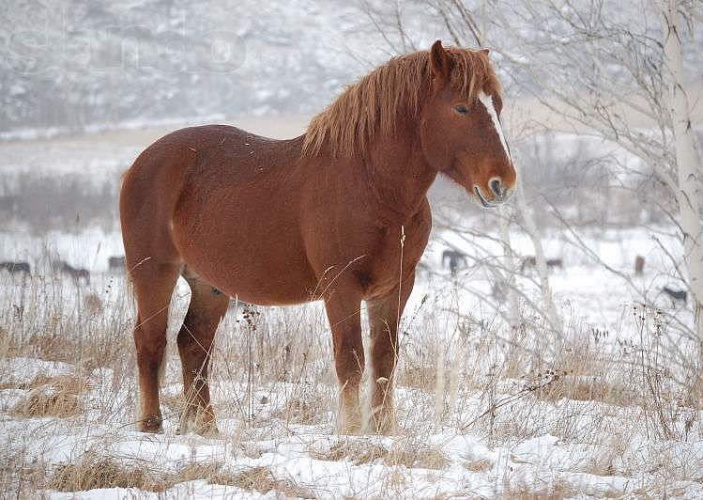 Новоалтайская лошадь
