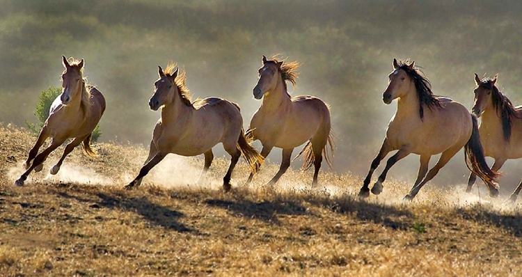 дикие лошади