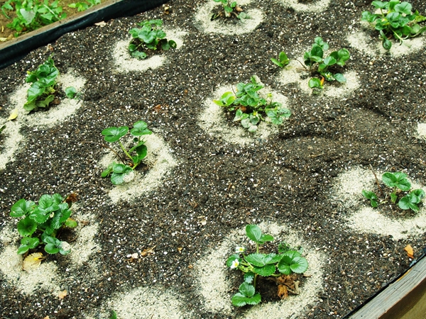 Как выращивать клубнику на приусадебном участке?