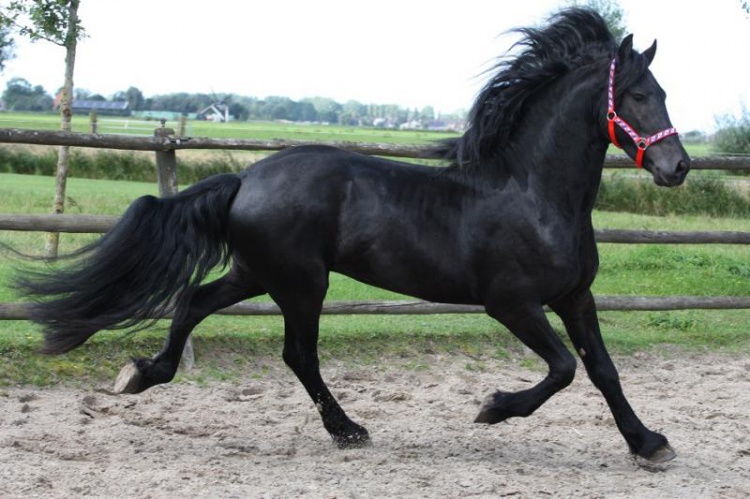 Фризская спортивная лошадь