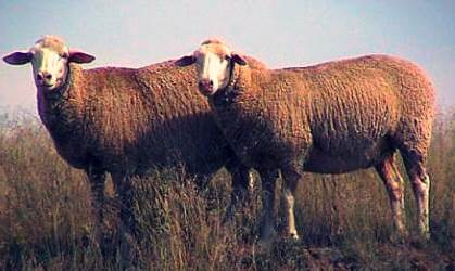 Породы овец - алтайская порода фото