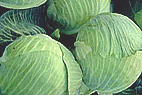 Сорт капусты Амагер фото