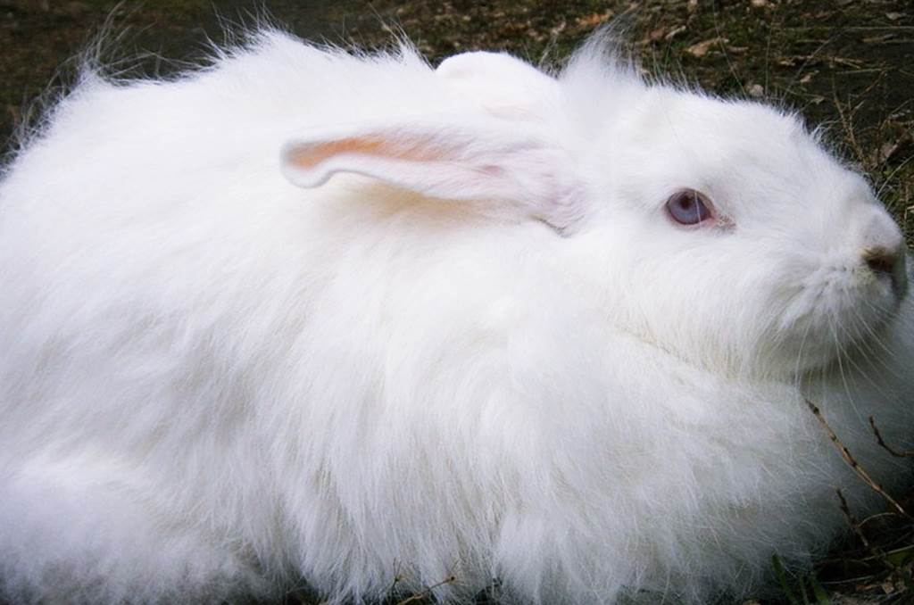 Белая пуховая порода кроликов фото