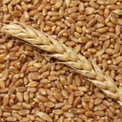 Продам Пшеница, зерно продаем франко-вагон FCA