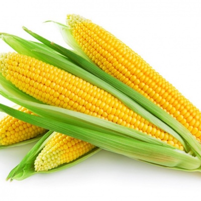Продам Семена кукурузы