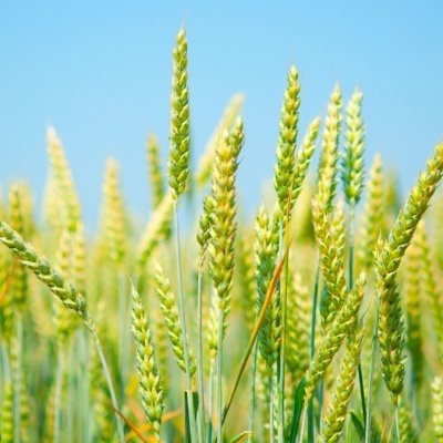 Продам Семена озимой пшеницы Алексеич, Ахмат, Безостая-100, Гром, Стиль-18, Юка и др.