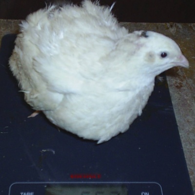 Продам Инкубационное яйцо мясных перепелов