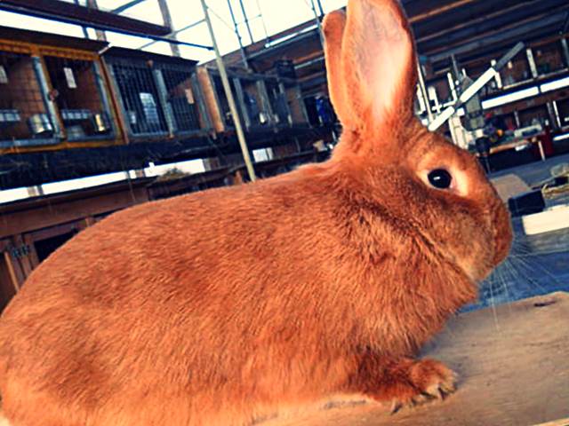 Кролик Бургундской породы фото