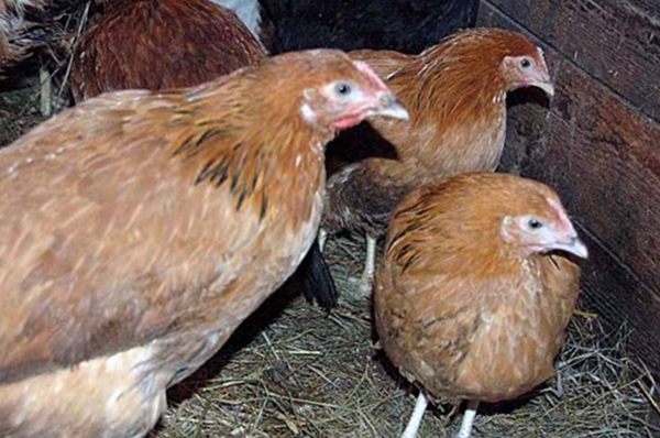 Ереванская порода кур