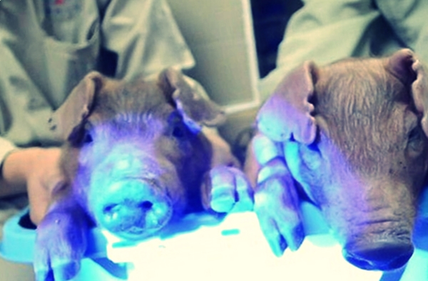Генетика свиней