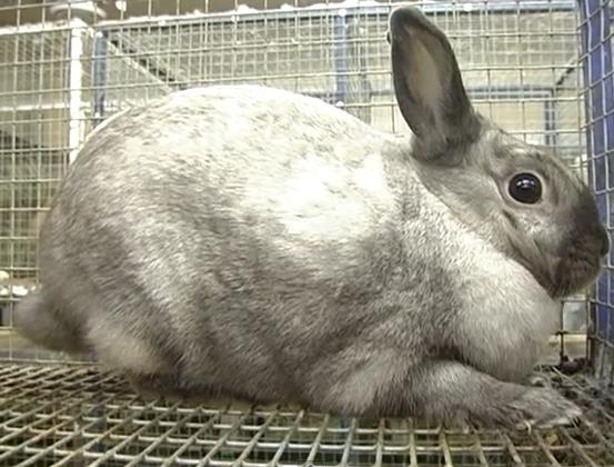 голландский кролик серебристого окраса
