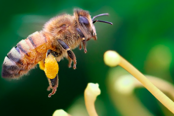 Итальянская пчела