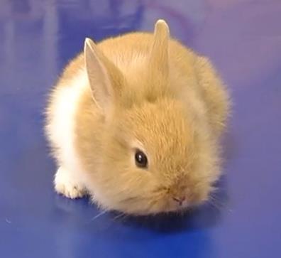 карликовый голландский кролик