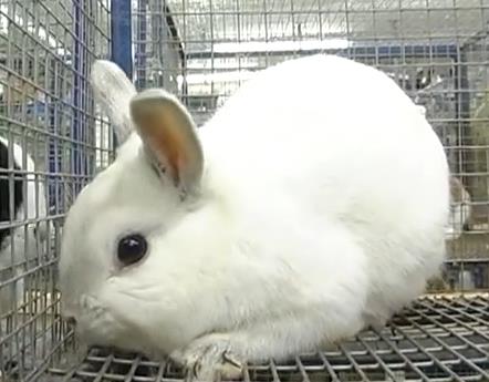 белый карликовый голландский кролик