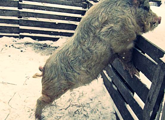 Породы свиней фото - Кармалы