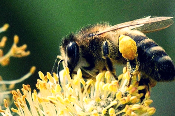 Карпатская пчела