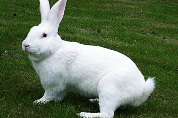 Белые кролики фото - Белый великан