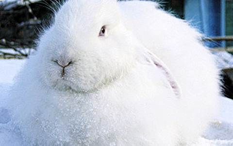 Белый пуховый кролик фото