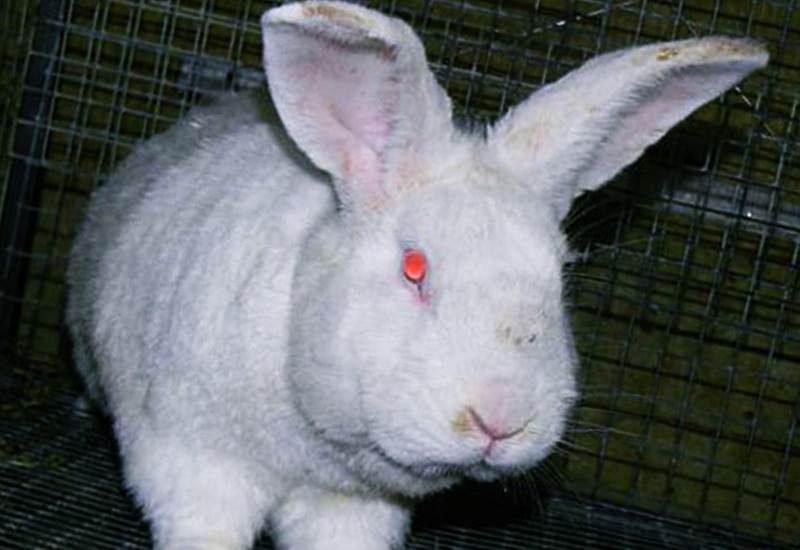 Белые кролики с красными глазами - Паннон