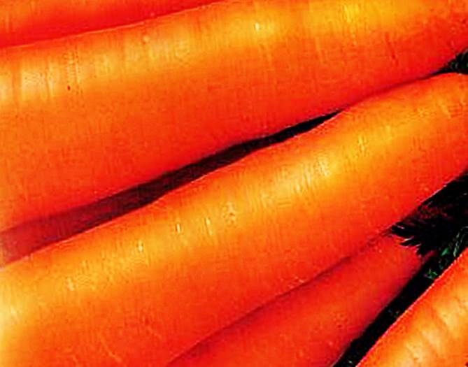 Морковь Альтаир фото