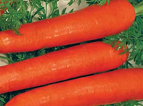 Морковь Красная без сердцевины фото