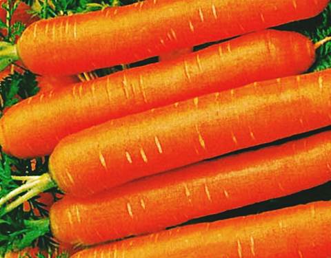 Морковь Тип топ