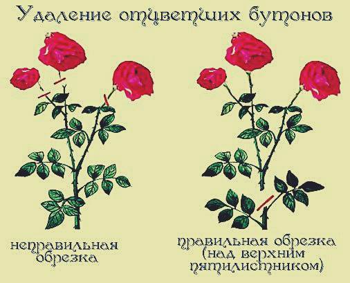 Обрезка цветов розы фото