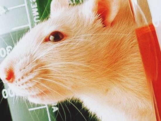 Опыты ГМО на крысах