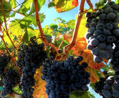 В Севастополе заложат 500 новых виноградников и разобьют 60га садов