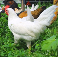 Русская белая курица - описание с фото