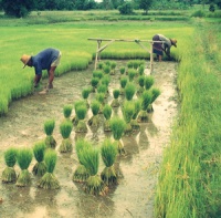 Успех выращивания органического риса в Индии доказывает, что ГМО не нужны