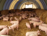Производство продукции свиноводства в РФ выросло на 4,5%