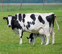 Корова принесла 200 тонн молока