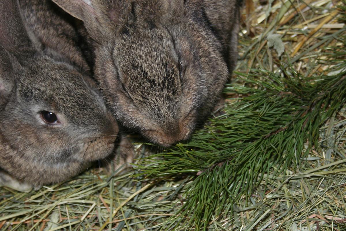Можно ли кормить кроликов хвойными ветками?