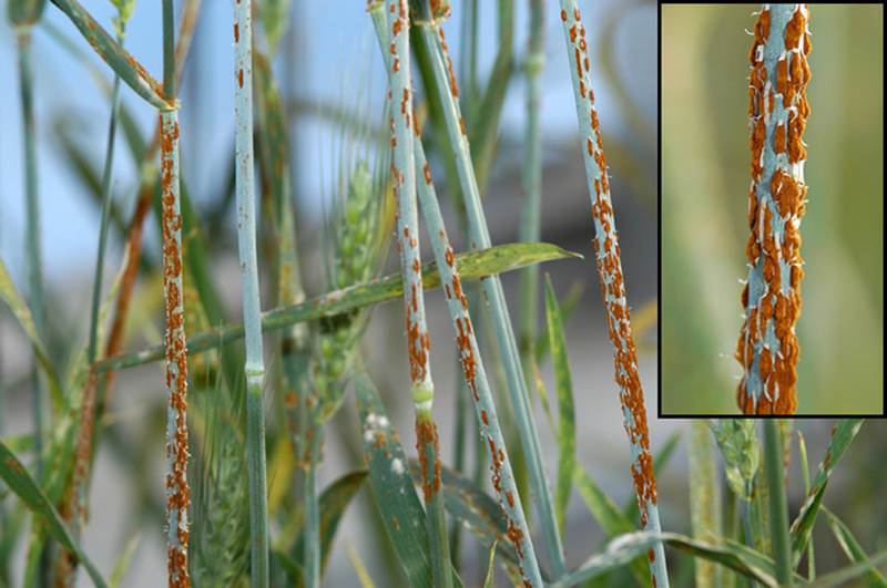 Пшеничная чума может распространиться из Африки по всему миру