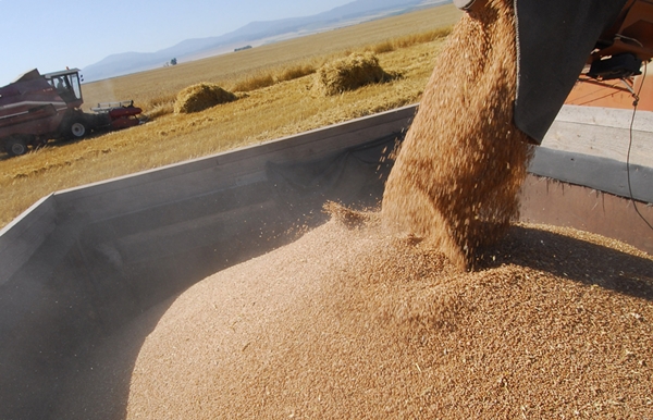 На конец июля в России намолочено свыше 41 млн. тонн зерна
