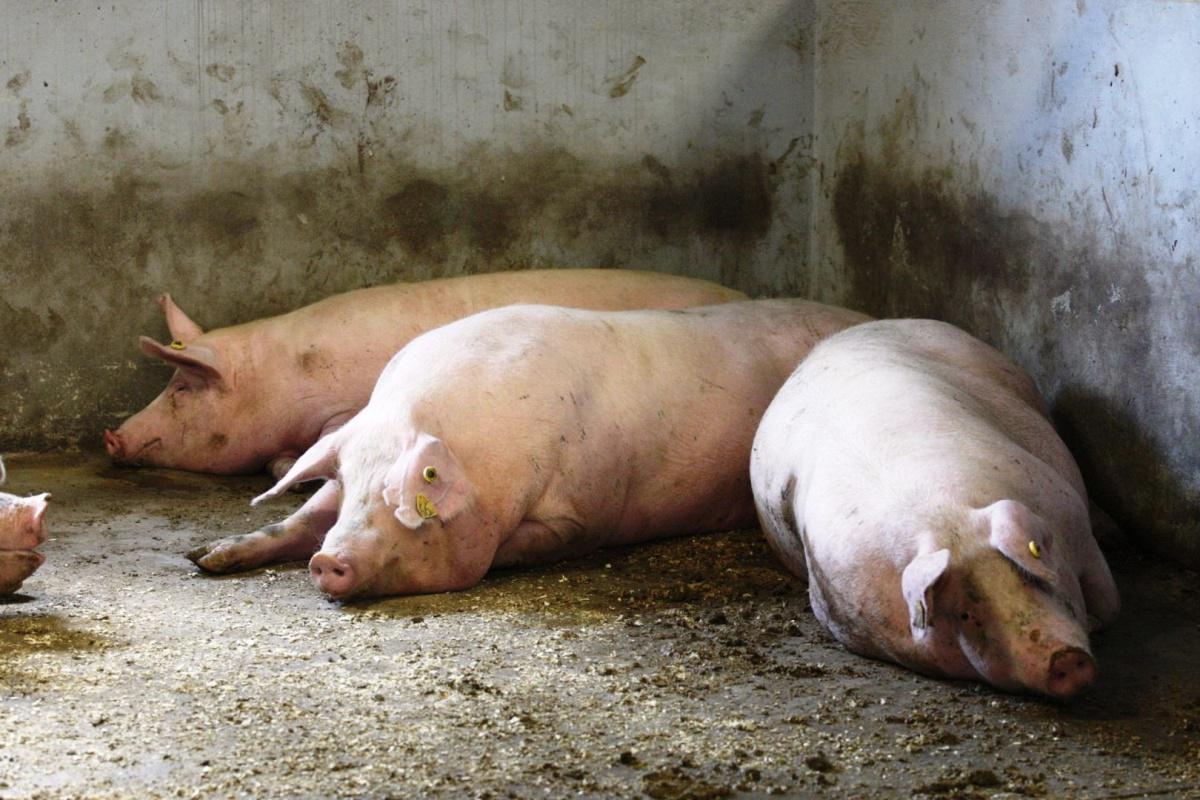Вспышка африканской чумы свиней на Кубани