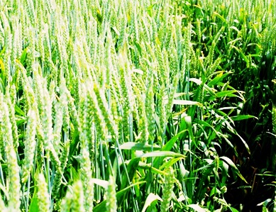 Новый зерновой гибрид создан в Канаде