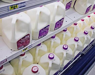Производители молока в Голландии близки к банкротству