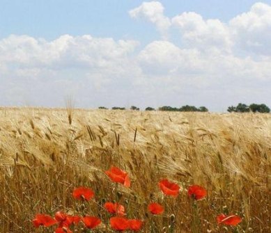 Украина: Сельское хозяйство становится предметом внешнеэкономической безопасности